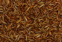 Buffalo Futterinsekten